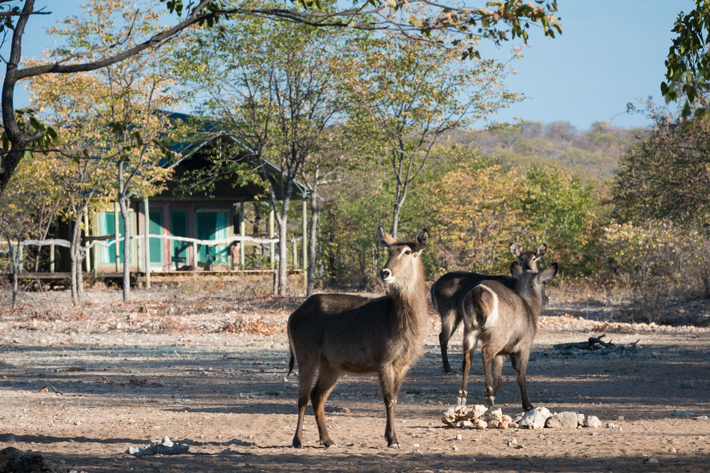 Ongava Tented Camp - All-Inclusive Okaukuejo Ngoại thất bức ảnh
