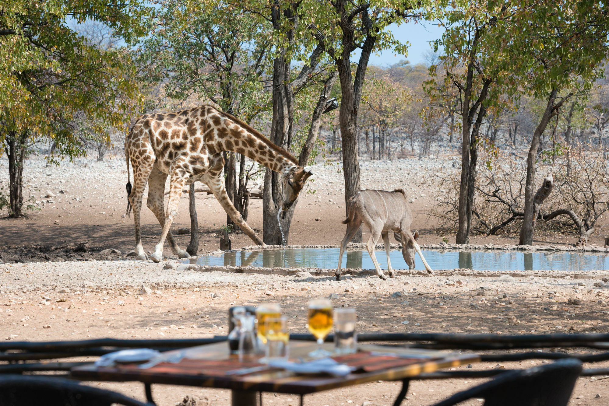 Ongava Tented Camp - All-Inclusive Okaukuejo Ngoại thất bức ảnh